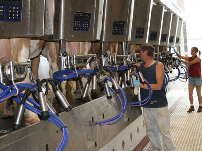 “Άσπρη μέρα” για τους γαλακτοπαραγωγούς